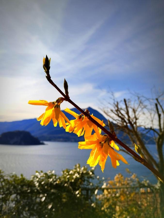 Ortensia Lake Como - Perfect For Couple And Pets Varenna Zewnętrze zdjęcie